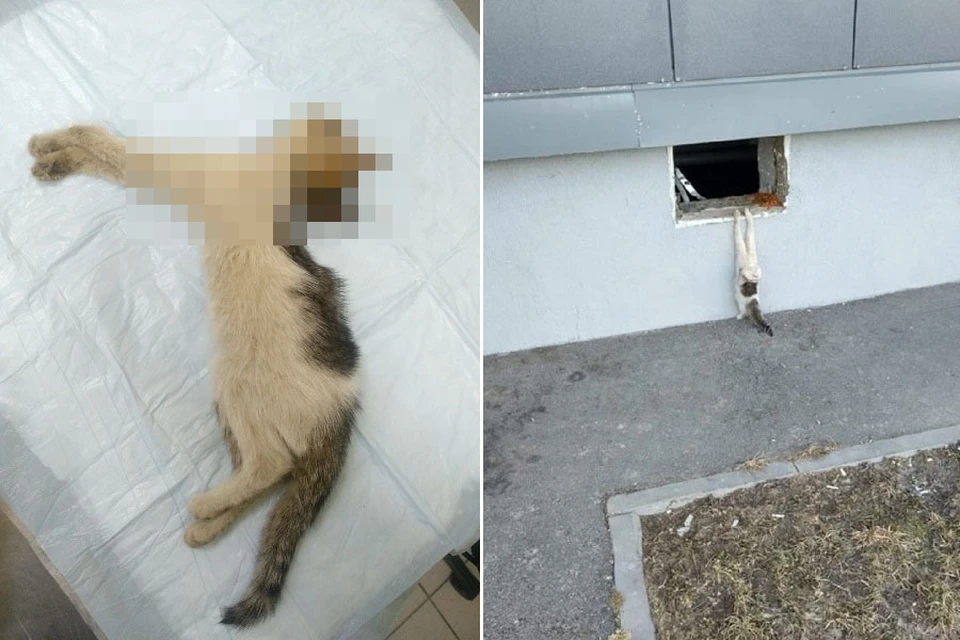 В Славянке жестоко убили маленького котенка. Фото: vk.com/club95385205