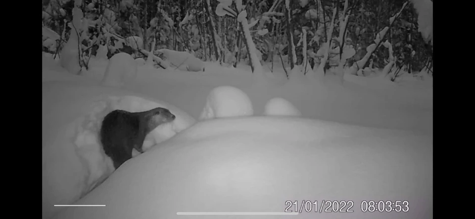 Фото: скриншот видео