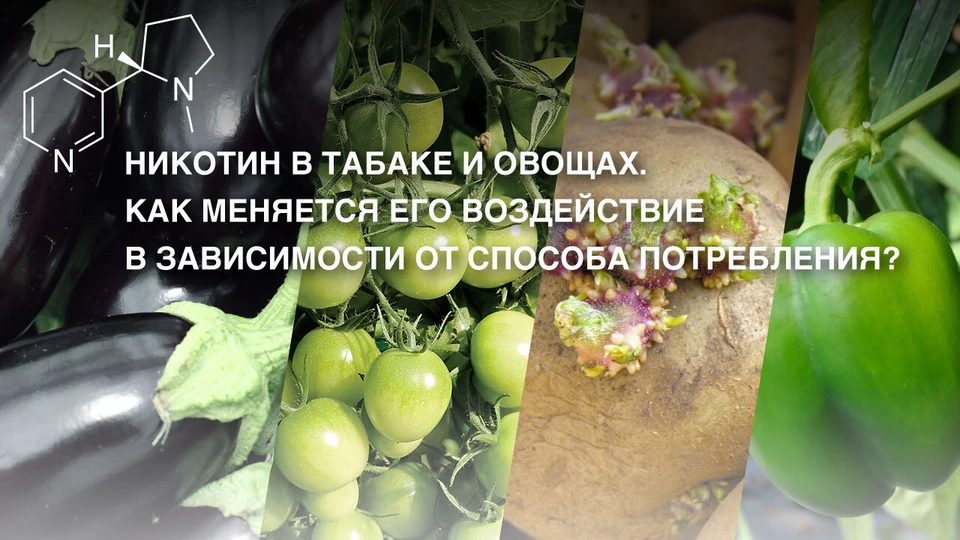 Как показывают исследования, никотин, выделяемый сигаретами, не является основной причиной заболеваний, связанных с курением, особенно рака.