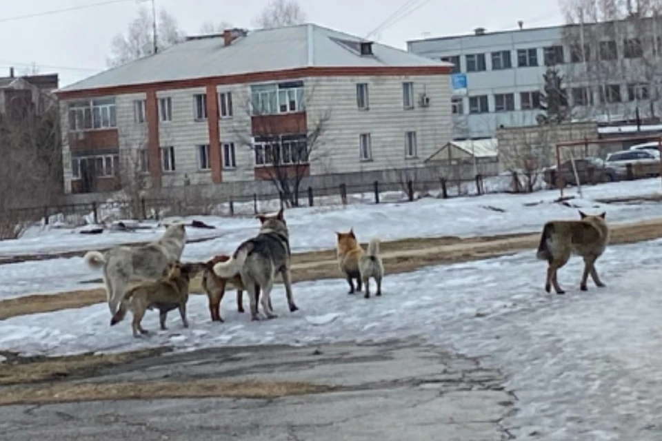 Местные жители жалуются на плохую работу по отлову
