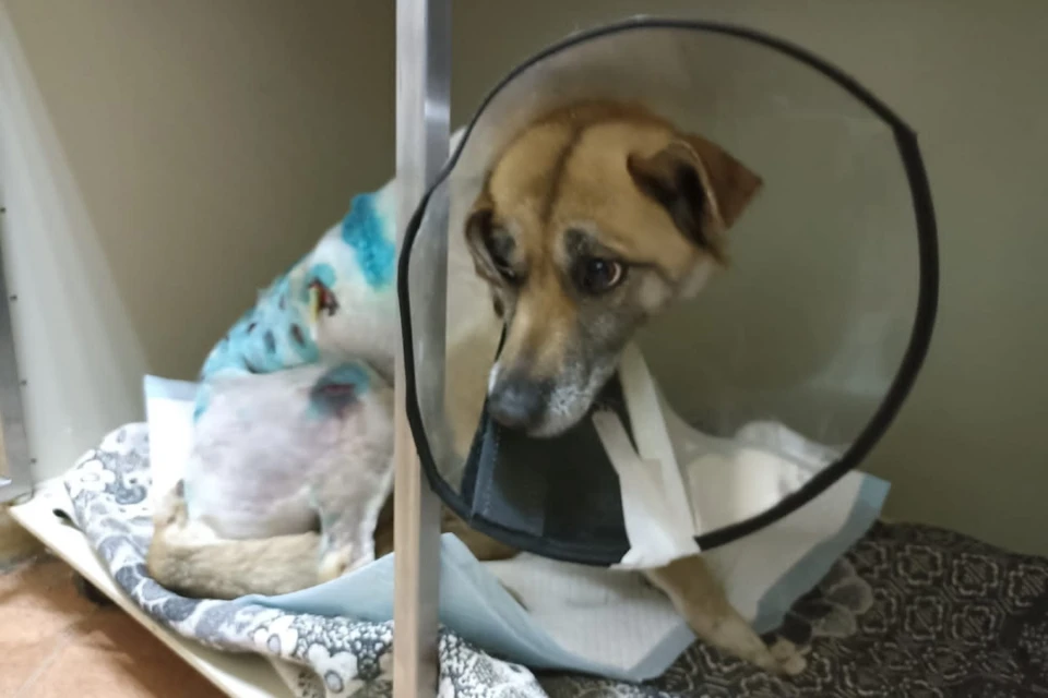 Чтобы спасти собаку, ветеринарам пришлось даже делать повторную операцию. Фото: группа реабилитационного центра бездомных животных "Святобор"