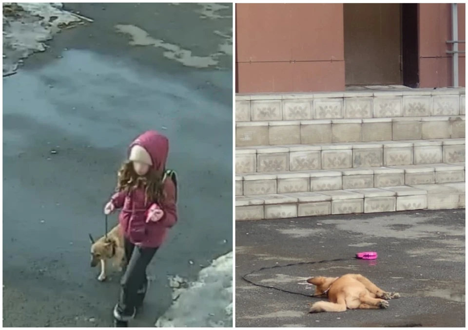 Погибшую собаку видели с маленькой девочкой. Фото: камеры «Академ-Безопасность»