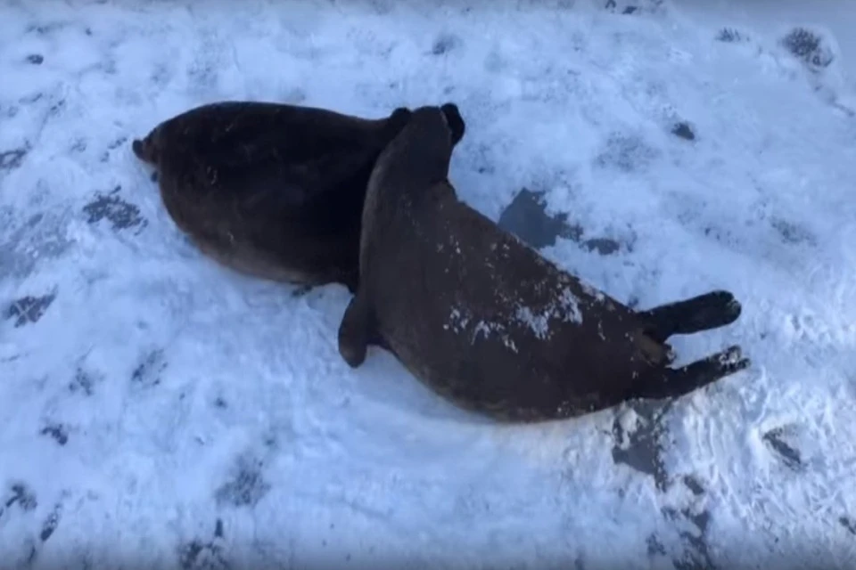 Нерпы Крошик и Шлиссик устроили спарринг в снегу ФОТО: vk.com/sealrescue