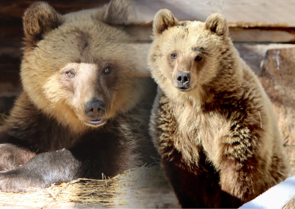 После карантина медведица будет жить со своей сестрой Шкодой (справа). Фото: челябинский зоопарк