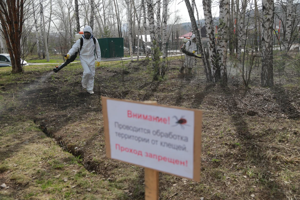 Обрабатывать зеленые зон Ижевска от клещей и грызунов начнут только в начале мая