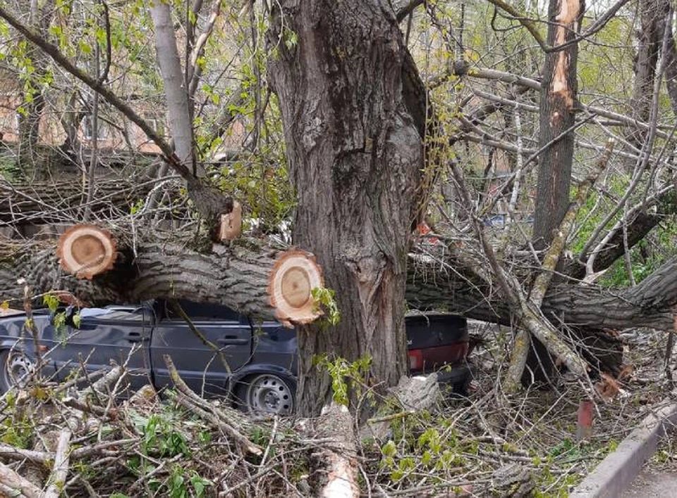На Сельмаше дерево рухнуло на припаркованные автомобили. Фото: группа в "ВКонтакте" "Ростов.Главный-Новости Ростова-на-Дону"