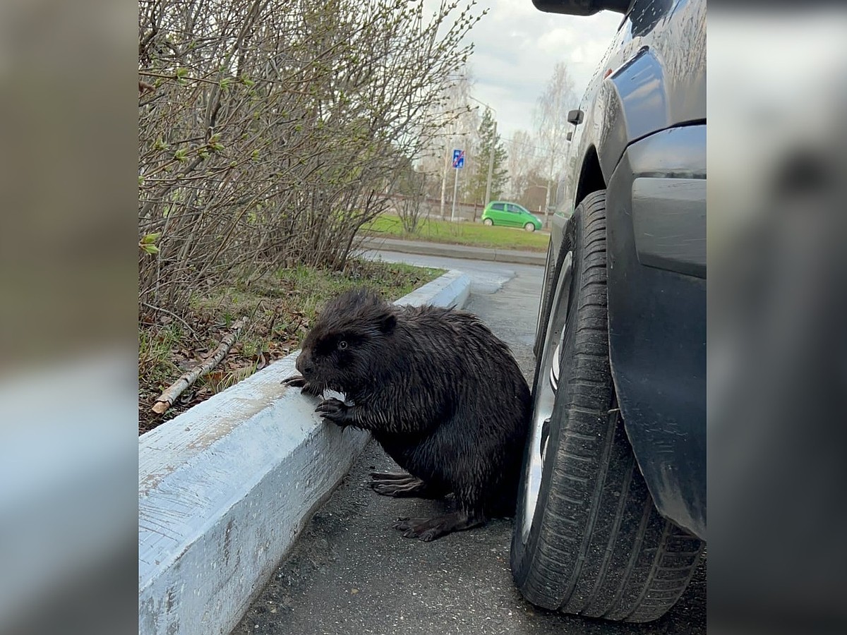 Огромный черный бобр, разгуливающий по улицам Прикамья, вызвал у прохожих  шок и радость одновременно - KP.RU