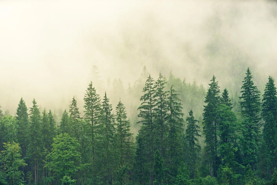 Фото: https://pixabay.com