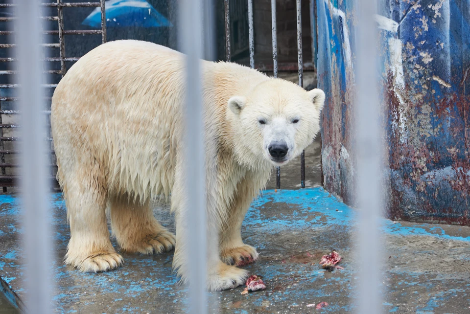 Белые медведи соскучились по посетителям и с удовольствием им позировали.