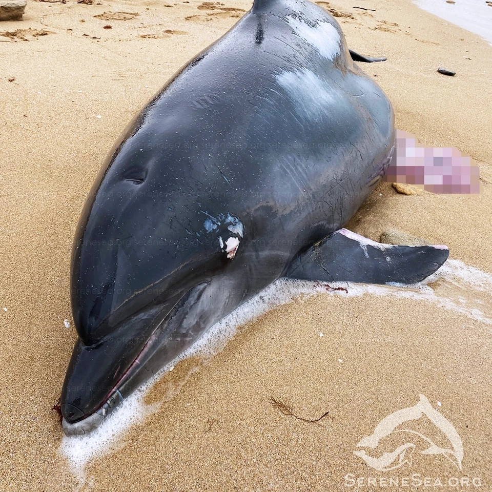 Дельфины занесены в Красную книгу. Фото: Центре спасения дельфинов «Безмятежное Море»/VK
