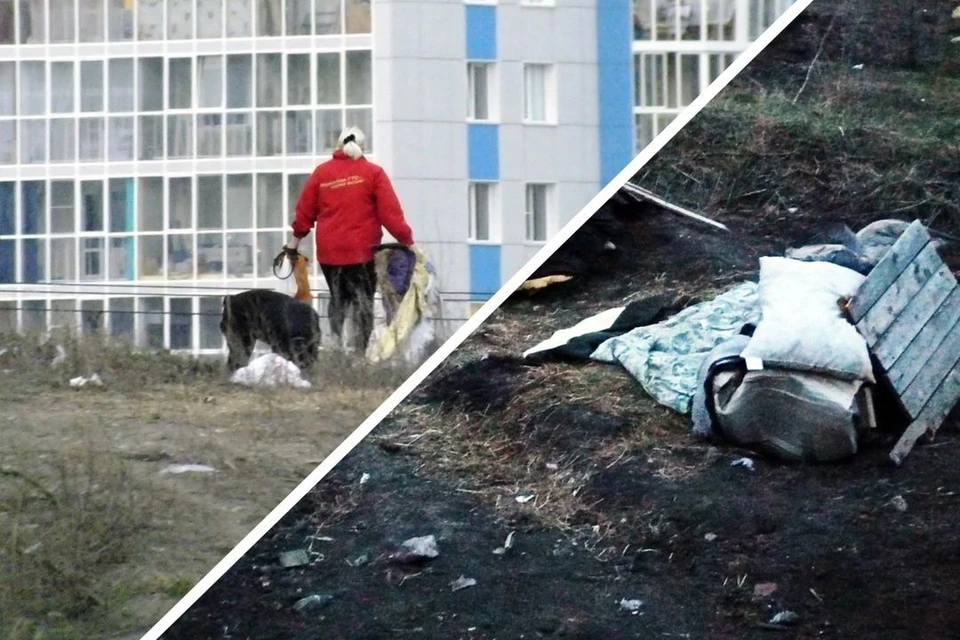 Жители жилмассивов левобережья в Новосибирске жалуются на стаи бродячих собак. Фото: "АСТ-54"
