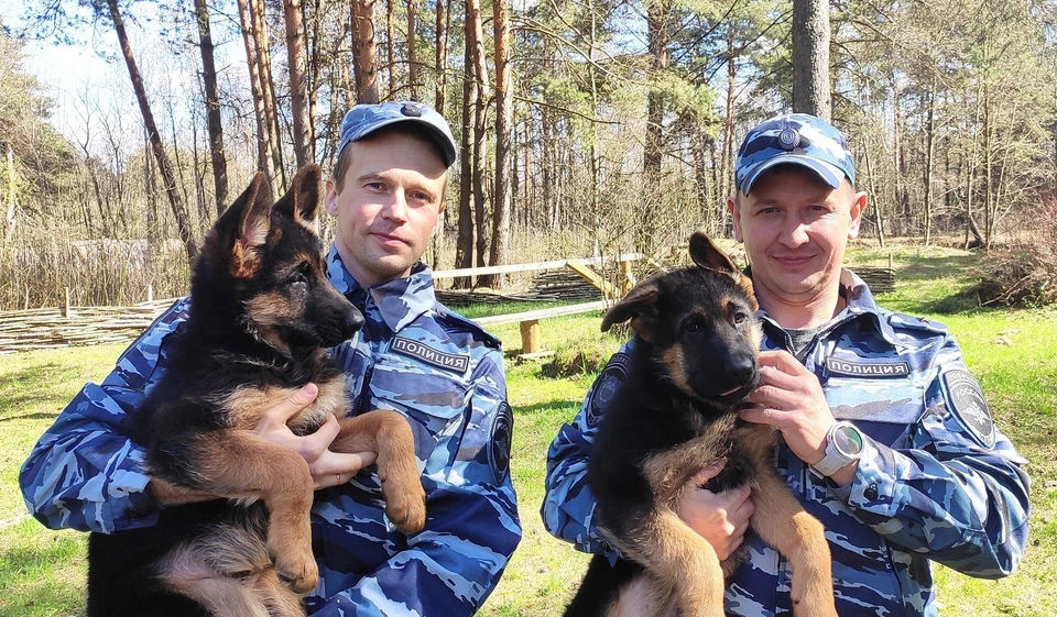 Через несколько меясцев щенки приступят к тренировкам Фото: УМВД России по Тверской области