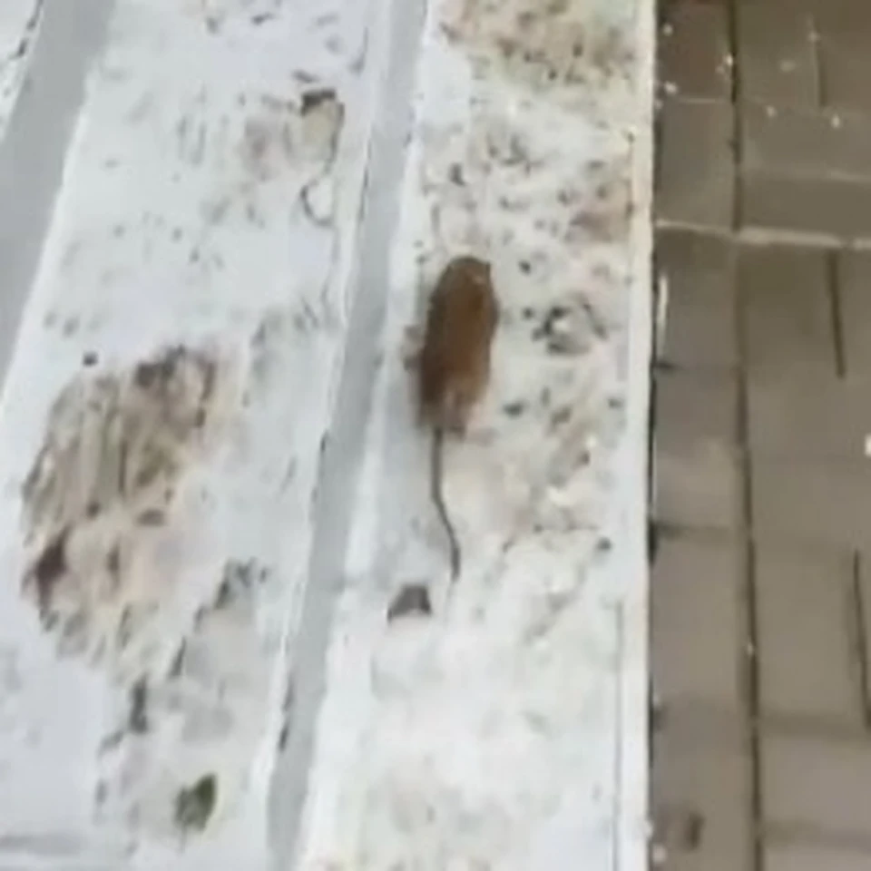 Крыса пробежала прямо у дома по улице Николая Островского, 115, корпус 1