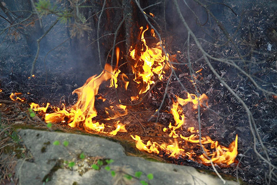 Двух лосят спасли сотрудники лесопожарной службы из огненного кольца в лесу Иркутской области