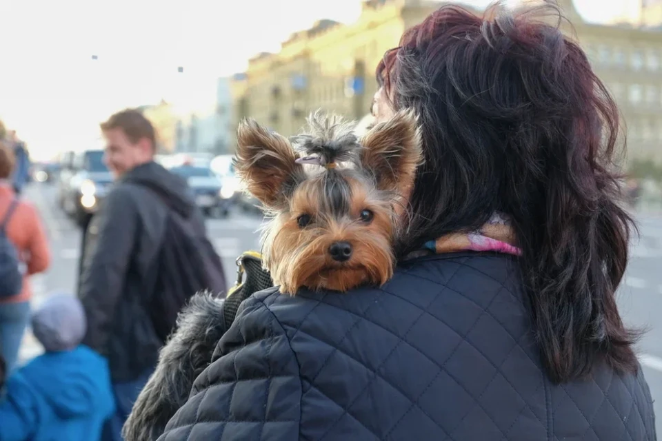 Судебные приставы из Петербурга увидели чудесное перевоплощения человека в собаку и обратно.