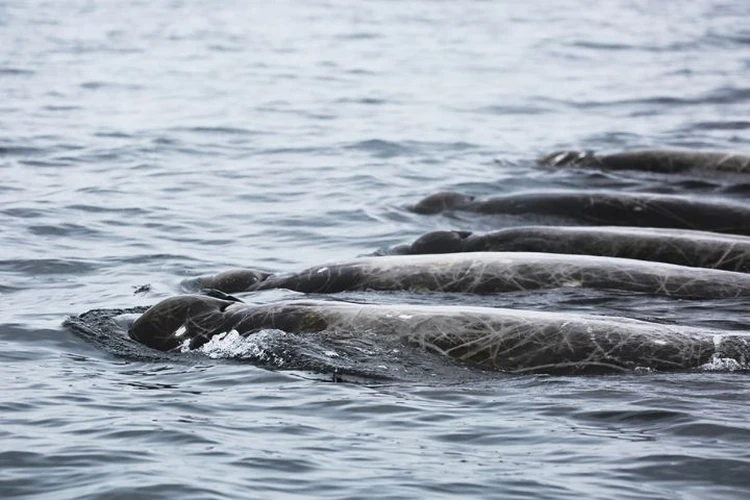 Научная сенсация: возле Южных Курил обнаружен новый вид китов