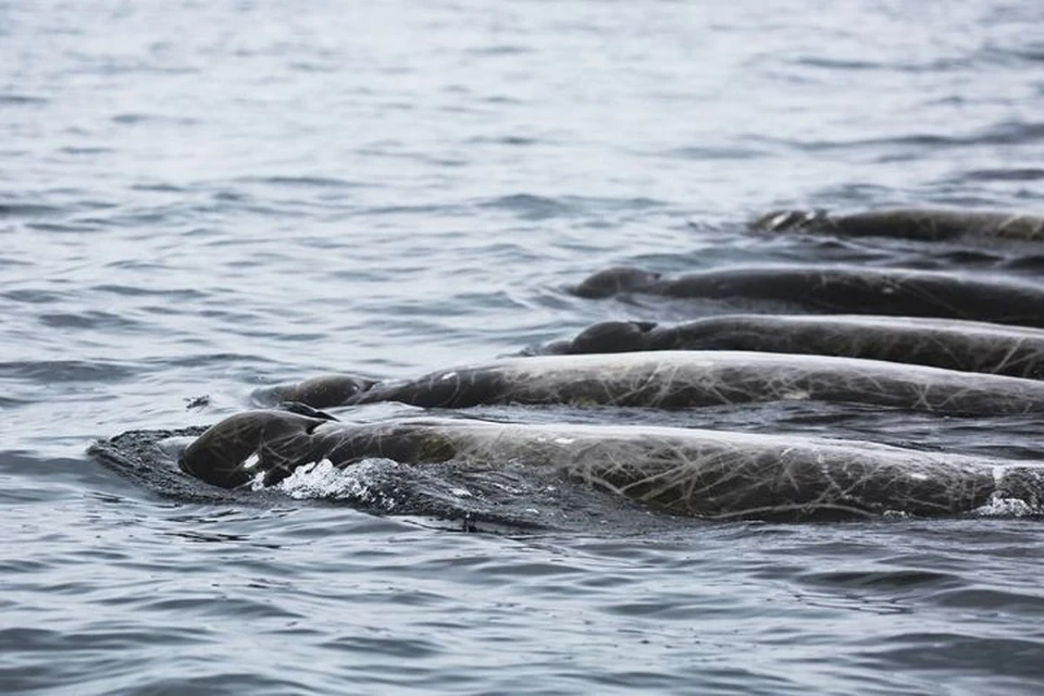 Научная сенсация: возле Южных Курил обнаружен новый вид китов. Фото: Татьяна Ивкович
