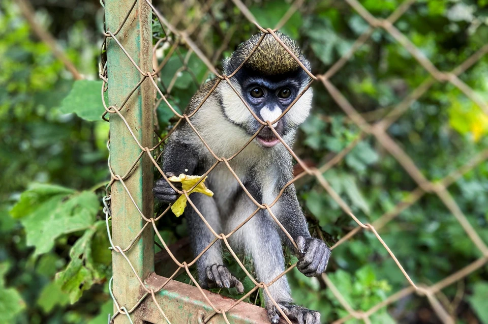Вирус оспы обезьян был открыт в середине прошлого века во время вспышки непонятной болезни, схожей с оспой, в лаборатории, где содержались обезьяны.