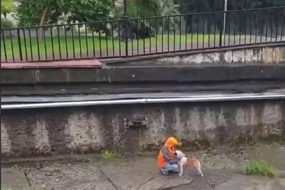 Парни спасли бездомного пса. Фото: https://t.me/sochi_today/628