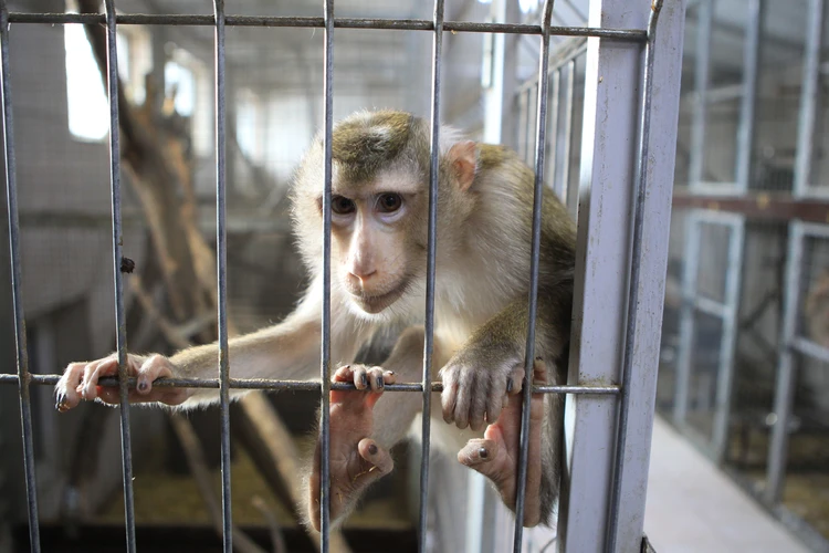 Может ли вспышка оспы обезьян стать очередной эпидемией – ответ вирусолога