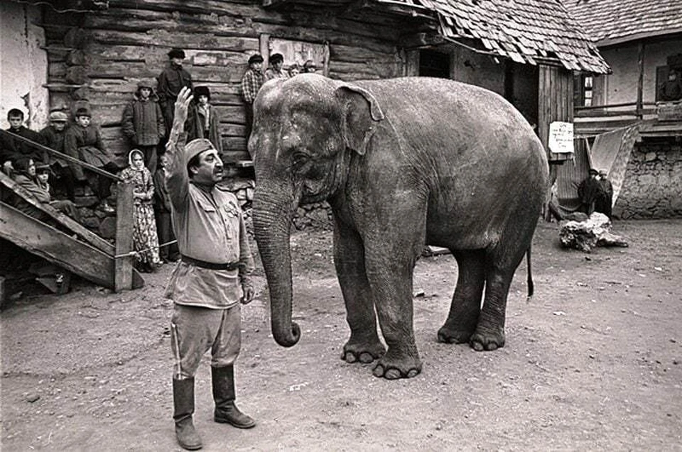 В картине «Солдат и слон» солдата сыграл Фрунзик Мкртчян. А вот что за слон исполнил вторую главную роль?