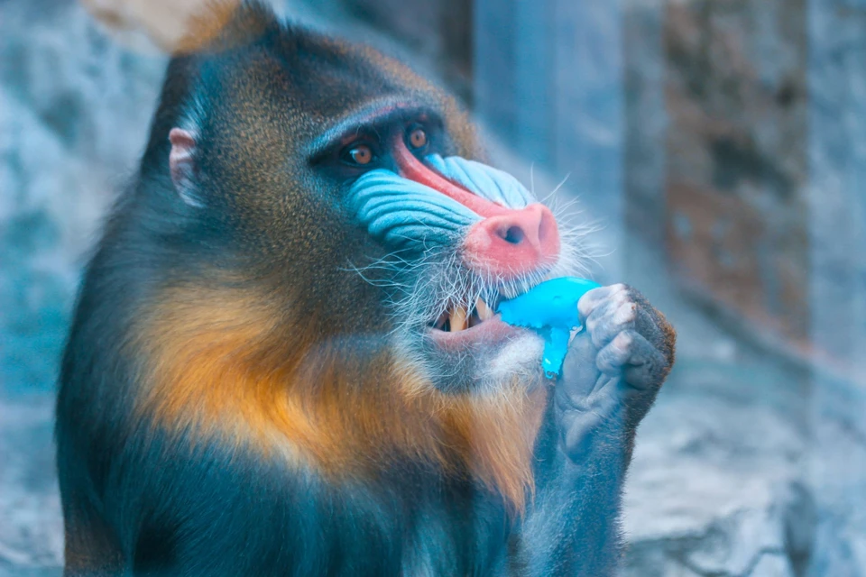 Оспа обезьян вызывает воспаление лимфоузлов, но менее заразна, чем натуральная.