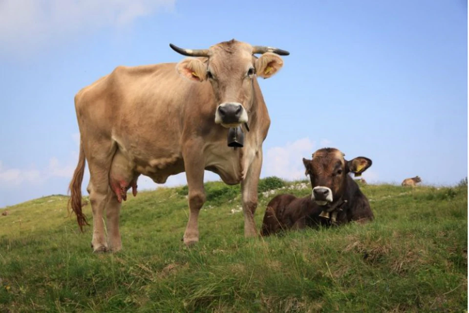 В Ростовской области около 15 тысяч коров больны лейкозом.