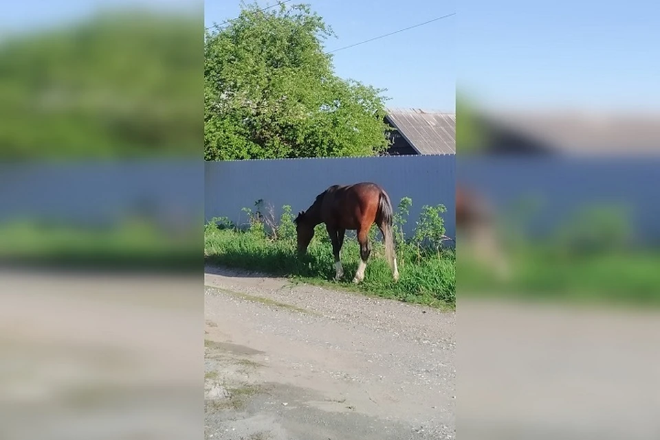 Фото: Антон Белозерский