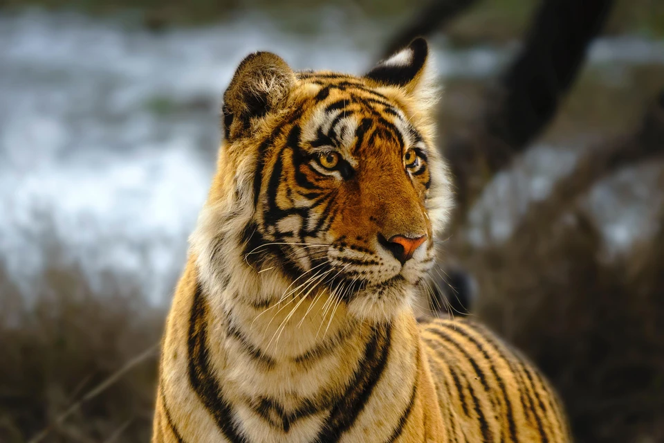 Фото: Photo by Sachin Nihcas from Pexels