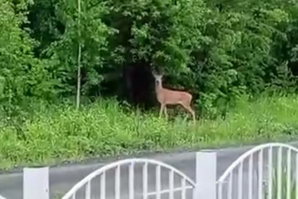 Косуля замерла, увидев, что ее снимают Фото: скрин из видео Екатерины Иващенко