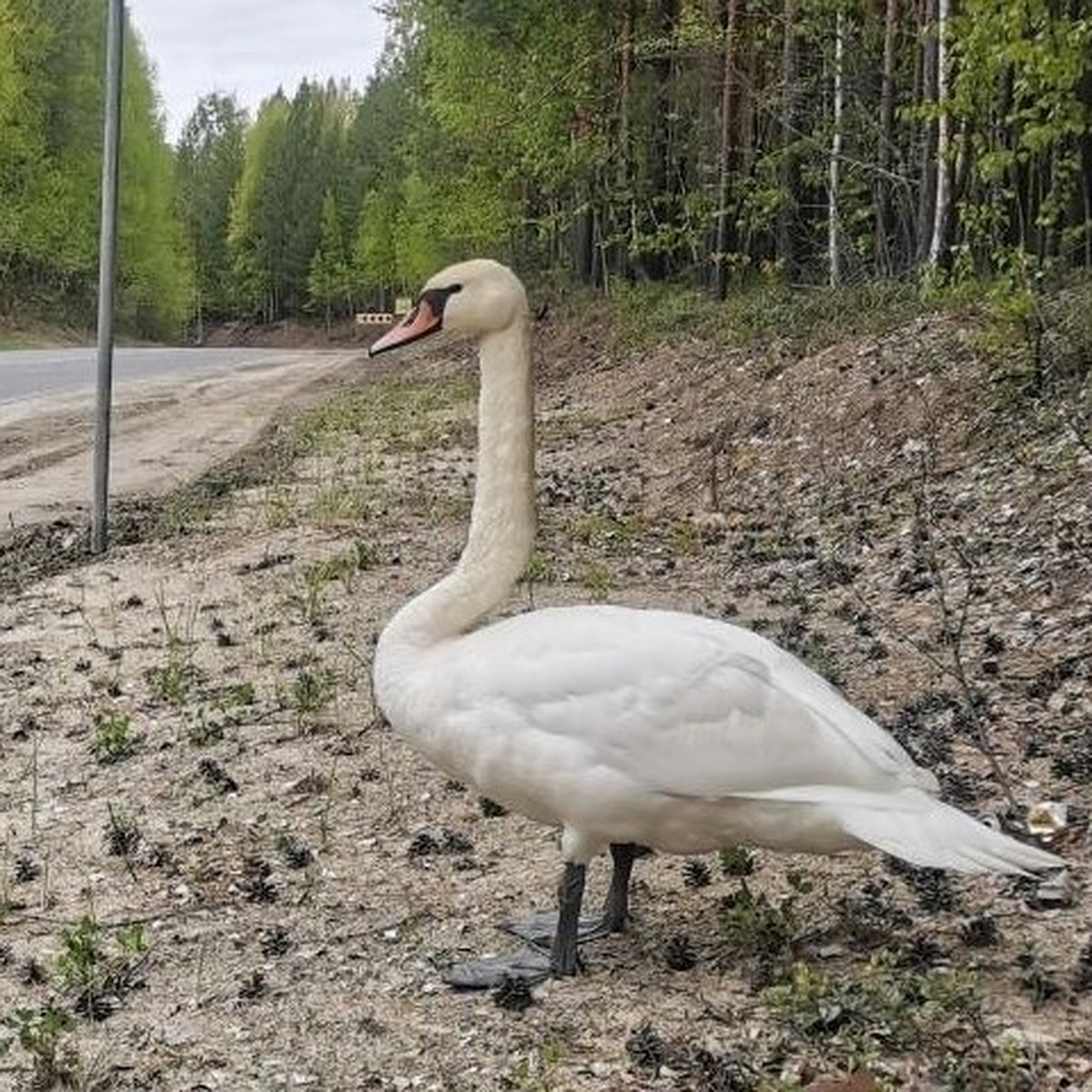 В Югре спасли дикого лебедя, бродившего вдоль загородной трассы с  поврежденным крылом - KP.RU