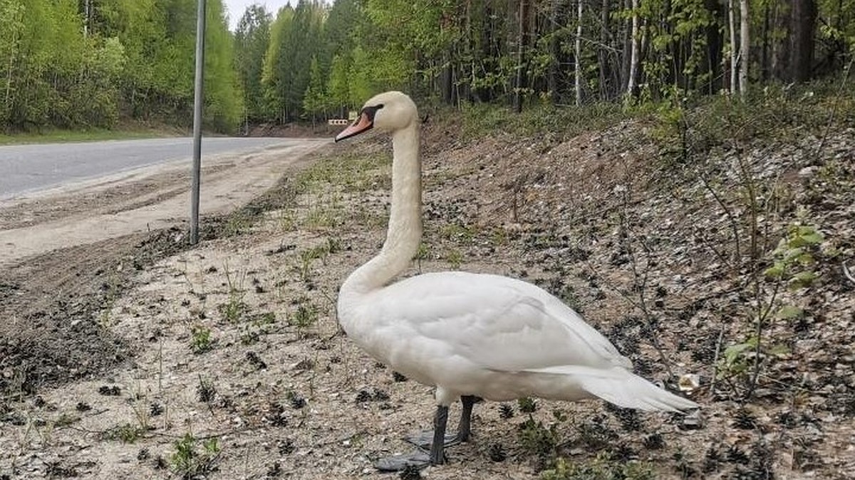 В Югре спасли дикого лебедя, бродившего вдоль загородной трассы с  поврежденным крылом - KP.RU