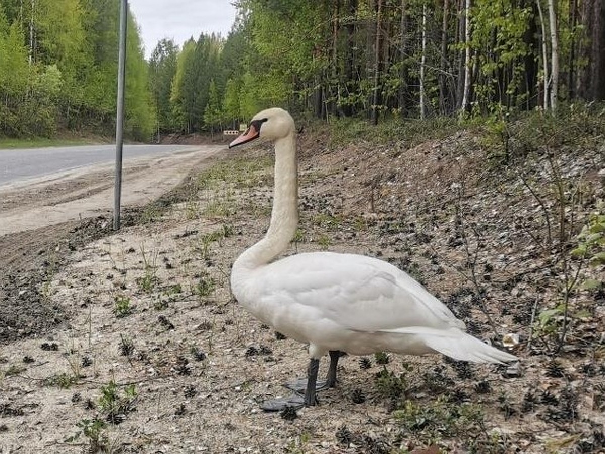 В Югре спасли дикого лебедя, бродившего вдоль загородной трассы с  поврежденным крылом - KP.RU