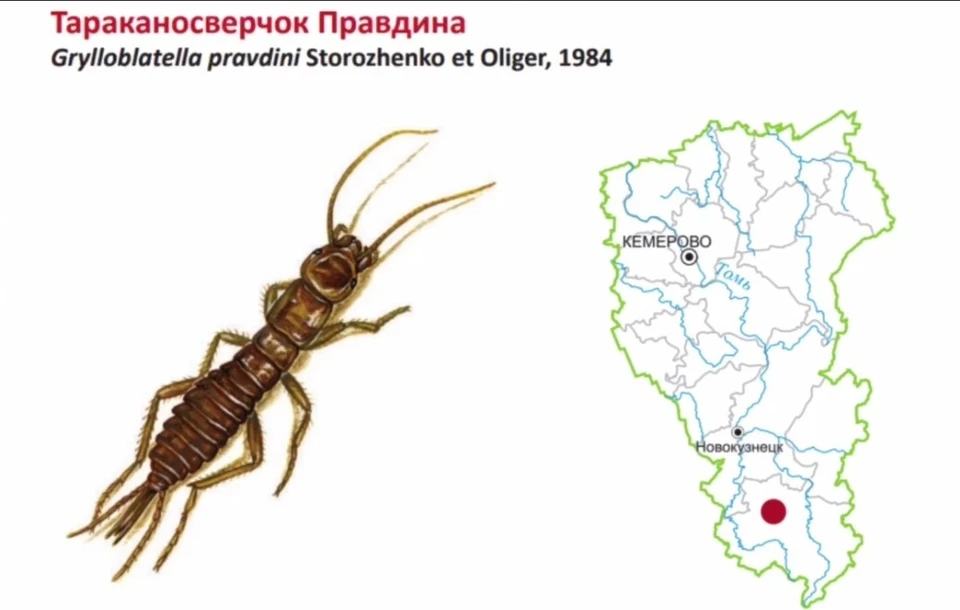 Фото: дирекция Шерегеш