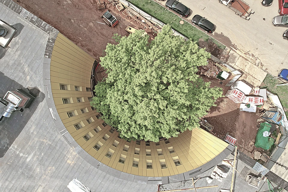 Настоящая экоархитектура: дерево, как колонна, вписывается в здание. Фото: Комплекс градостроительной политики и строительства Москвы