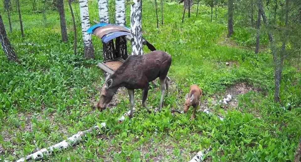 Мамочка с малышом на природе. Стоковое фото № , фотограф Ильина Анна / Фотобанк Лори