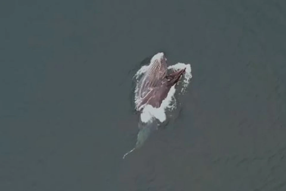 Гигант на охоте: горбатый кит устроил трапезу у берегов Шумшу. Фото: стоп-кадр видео