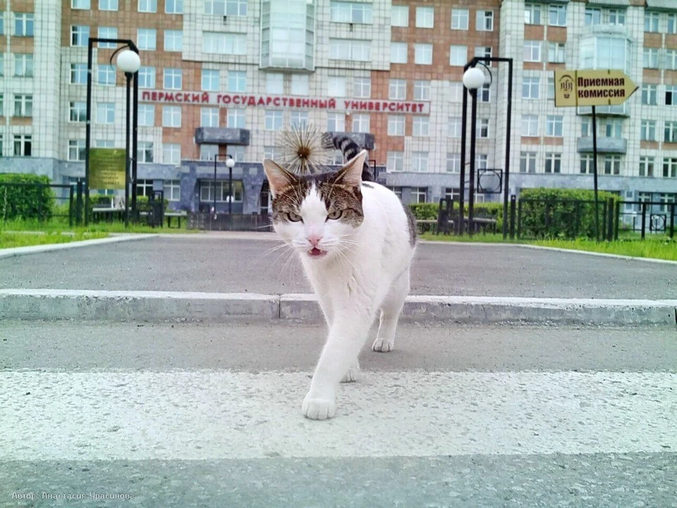 Фото: ПГНИУ