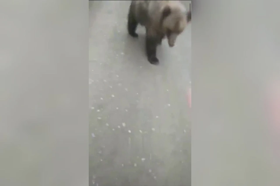 В Красноярском крае молодой медведь преследовал женщину на пустой дороге. Фото: скриншот из видео