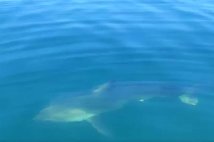 Нарезала круги вокруг лодки: акула перепугала сахалинских рыбаков
