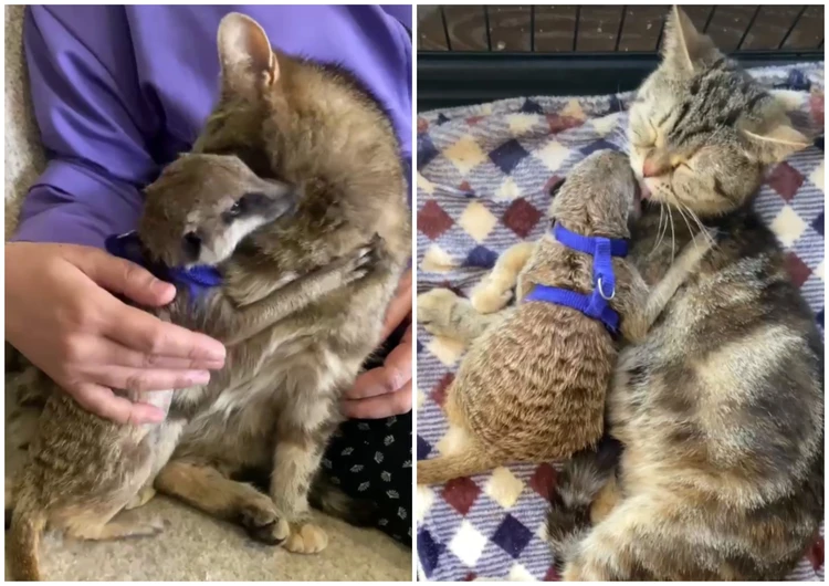 Сурикатная мама: домашняя кошка из Челябинска усыновила дикого зверька