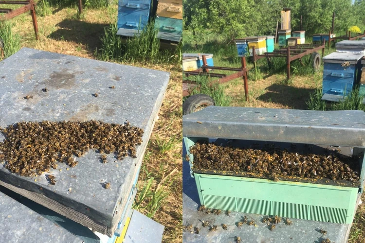 «Химию разносит ветер»: в Новосибирской области снова началась массовая гибель пчел на пасеках