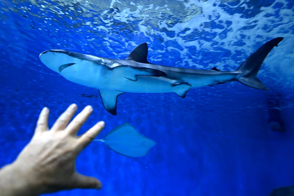 Сотрудница египетского отеля назвала несколько причин, из-за которых акула могла напасть на туристку в Хургаде.