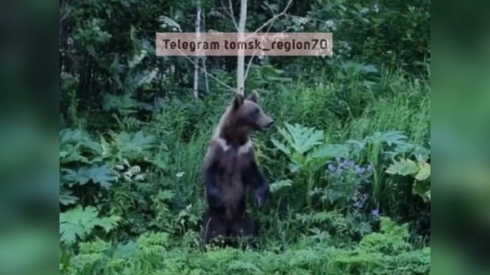В Томской области охотоведы не нашли следов медведя возле села Коларово. Фото: "Регион-70".