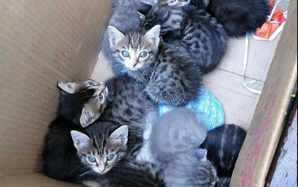 В Тюмени выкинули на улицу коробку с 11 котятами. Фото - Алена Непытаева.