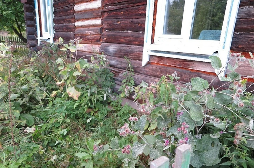 Фото: СК по Свердловской области