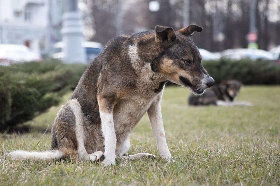 За покусанную собакой девочку сенгилеевские власти выплатят 5 700 рублей компенсации