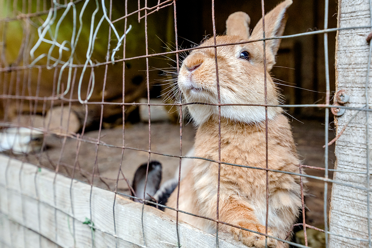 Před chovem králíků nebo slepic na svém pozemku je třeba se podívat na oficiální stránky okresního magistrátu