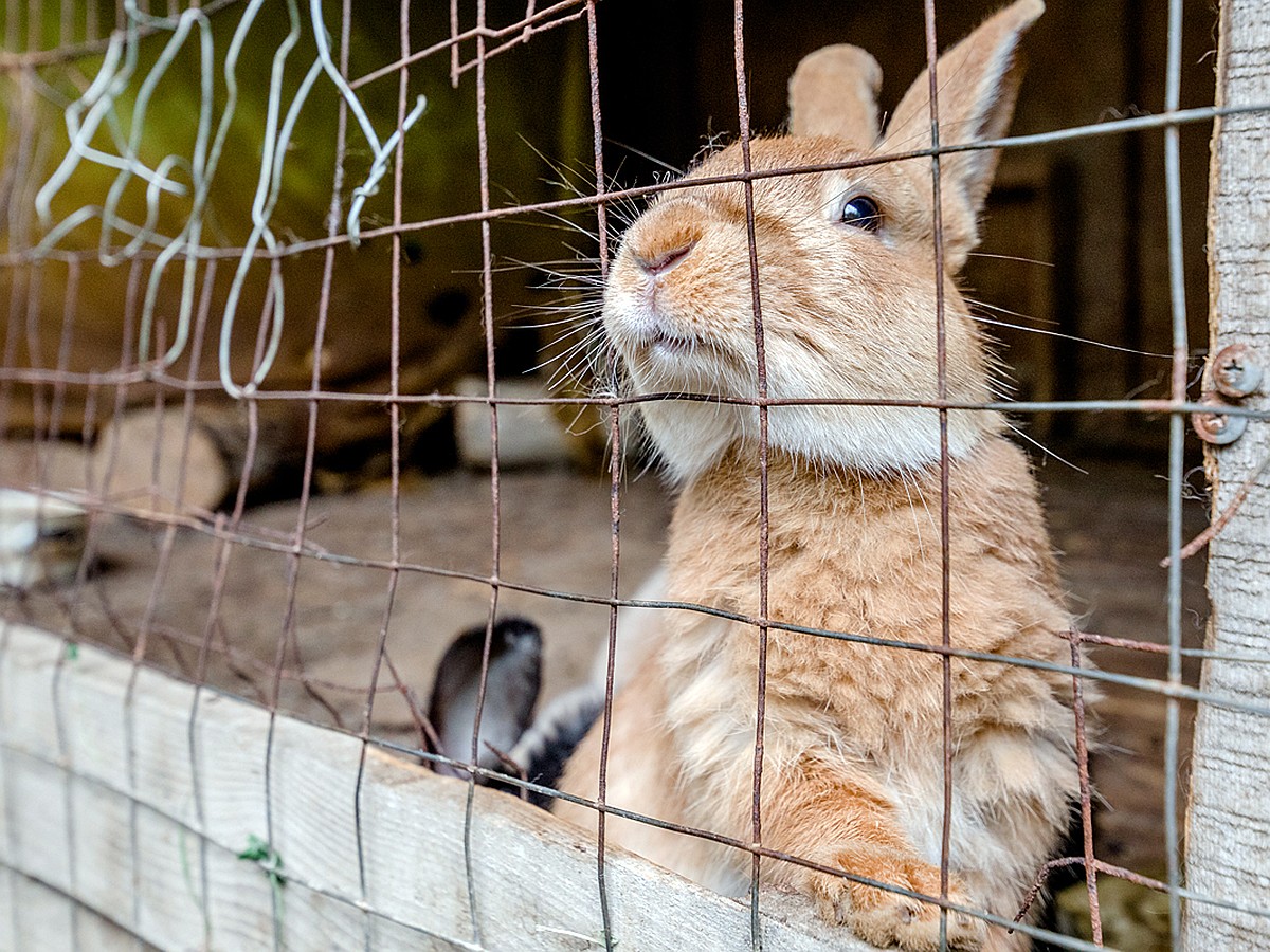 Разведение кроликов как бизнес