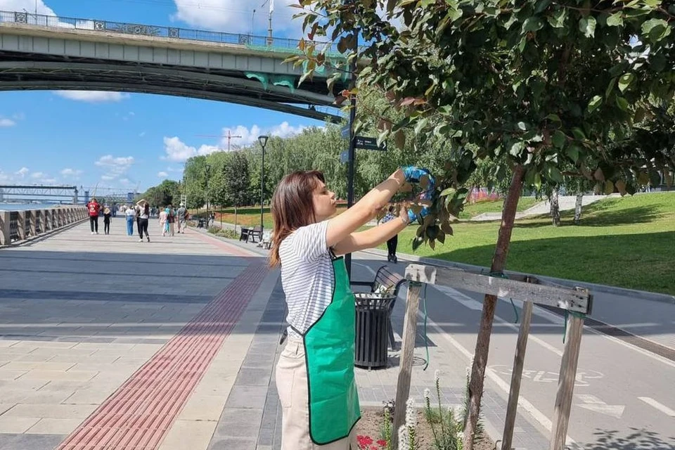В Новосибирске на Михайловской набережной начнут микроклонировать яблони. Фото: Анна ТЕРЕШКОВА